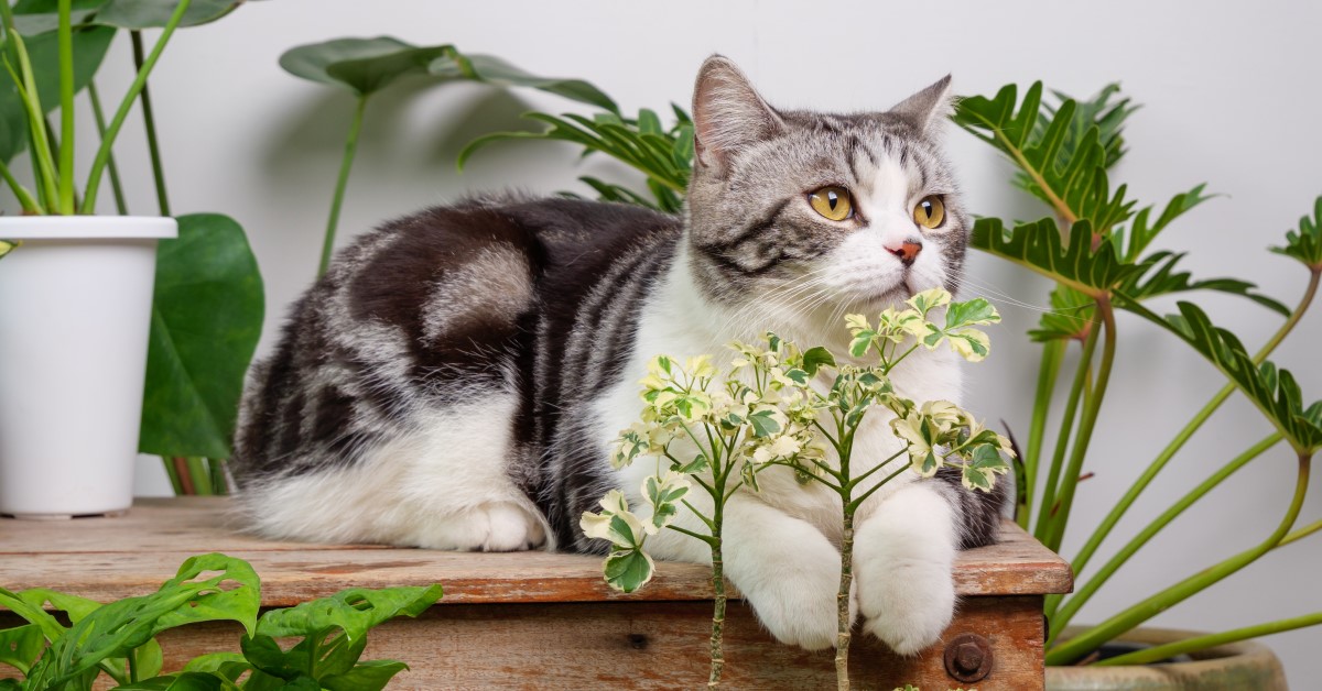 Can Houseplants Keep Pets Healthy Too?